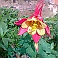 178070-Picture 040.jpg, 9 KB